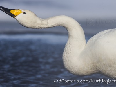 Japan, winter, wildlife, safari, photo safari, photo tour, photographic safari, photographic tour, photo workshop, wildlife photography, 50 safaris, 50 photographic safaris, kurt jay bertels, whooper swan, drinking, ice, water