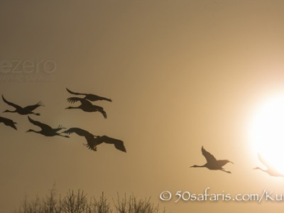 Japan, winter, wildlife, safari, photo safari, photo tour, photographic safari, photographic tour, photo workshop, wildlife photography, 50 safaris, 50 photographic safaris, kurt jay bertels, red crowned cranes, sunset, flying