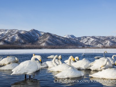 Japan, winter, wildlife, safari, photo safari, photo tour, photographic safari, photographic tour, photo workshop, wildlife photography, 50 safaris, 50 photographic safaris, kurt jay bertels, whooper swans