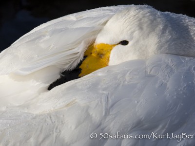 Japan, winter, wildlife, safari, photo safari, photo tour, photographic safari, photographic tour, photo workshop, wildlife photography, 50 safaris, 50 photographic safaris, kurt jay bertels, whooper swan, sleeping