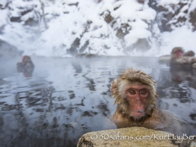 Japan, winter, wildlife, safari, photo safari, photo tour, photographic safari, photographic tour, photo workshop, wildlife photography, 50 safaris, 50 photographic safaris, kurt jay bertels, ice, snow monkey, japanese macaque, japanese monkey, swimming, relaxing, bathing, hot spring, baby