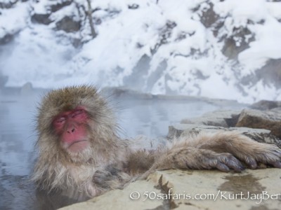 Japan, winter, wildlife, safari, photo safari, photo tour, photographic safari, photographic tour, photo workshop, wildlife photography, 50 safaris, 50 photographic safaris, kurt jay bertels, ice, snow monkey, japanese macaque, japanese monkey, swimming, hot spring, bathing, relaxing