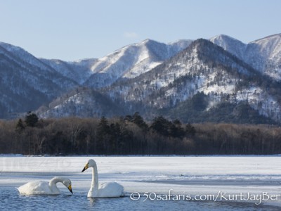 Japan, winter, wildlife, safari, photo safari, photo tour, photographic safari, photographic tour, photo workshop, wildlife photography, 50 safaris, 50 photographic safaris, kurt jay bertels, whooper swans,