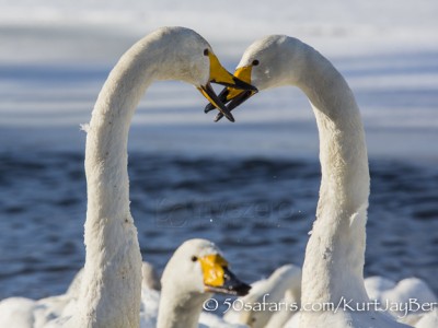 Japan, winter, wildlife, safari, photo safari, photo tour, photographic safari, photographic tour, photo workshop, wildlife photography, 50 safaris, 50 photographic safaris, kurt jay bertels, whooper swans, fighting