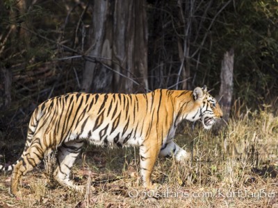 India, tiger, wildlife, safari, photo safari, photo tour, photographic safari, photographic tour, photo workshop, wildlife photography, 50 safaris, 50 photographic safaris, kurt jay bertels, female, tigress, approaching, tiger, scent marking