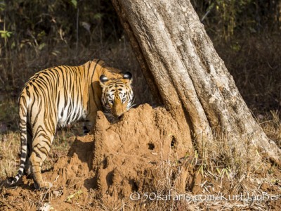 India, tiger, wildlife, safari, photo safari, photo tour, photographic safari, photographic tour, photo workshop, wildlife photography, 50 safaris, 50 photographic safaris, kurt jay bertels, female, tigress, approaching, tiger, scent marking