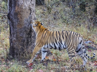 India, tiger, wildlife, safari, photo safari, photo tour, photographic safari, photographic tour, photo workshop, wildlife photography, 50 safaris, 50 photographic safaris, kurt jay bertels, female, tigress, approaching, tiger, scent marking