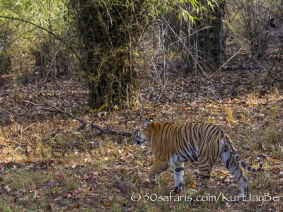 India, tiger, wildlife, safari, photo safari, photo tour, photographic safari, photographic tour, photo workshop, wildlife photography, 50 safaris, 50 photographic safaris, kurt jay bertels, female, tigress, approaching, tiger, scent marking