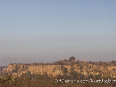 India, tiger, wildlife, safari, photo safari, photo tour, photographic safari, photographic tour, photo workshop, wildlife photography, 50 safaris, 50 photographic safaris, kurt jay bertels, ranthambore fort, fort