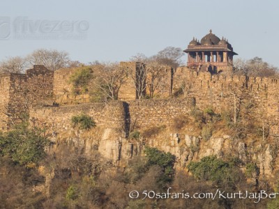 India, tiger, wildlife, safari, photo safari, photo tour, photographic safari, photographic tour, photo workshop, wildlife photography, 50 safaris, 50 photographic safaris, kurt jay bertels, ranthambore fort, fort