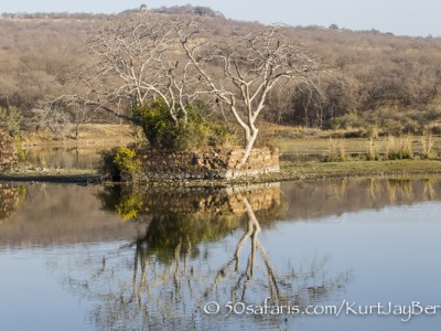 India, tiger, wildlife, safari, photo safari, photo tour, photographic safari, photographic tour, photo workshop, wildlife photography, 50 safaris, 50 photographic safaris, kurt jay bertels, ranthambore fort, fort, ruins, lake, dam