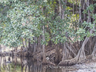 India, tiger, wildlife, safari, photo safari, photo tour, photographic safari, photographic tour, photo workshop, wildlife photography, 50 safaris, 50 photographic safaris, kurt jay bertels, banion tree, roots, massive