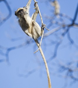 India, tiger, wildlife, safari, photo safari, photo tour, photographic safari, photographic tour, photo workshop, wildlife photography, 50 safaris, 50 photographic safaris, kurt jay bertels, langur, monkey, tree, swinging