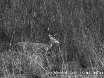 India, tiger, wildlife, safari, photo safari, photo tour, photographic safari, photographic tour, photo workshop, wildlife photography, 50 safaris, 50 photographic safaris, kurt jay bertels, Spotted deer, chital deer