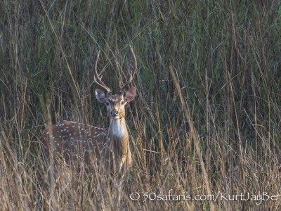 India, tiger, wildlife, safari, photo safari, photo tour, photographic safari, photographic tour, photo workshop, wildlife photography, 50 safaris, 50 photographic safaris, kurt jay bertels, Spotted deer, chital deer