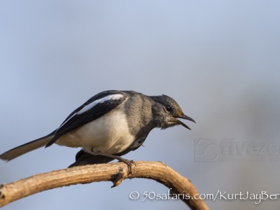 India, tiger, wildlife, safari, photo safari, photo tour, photographic safari, photographic tour, photo workshop, wildlife photography, 50 safaris, 50 photographic safaris, kurt jay bertels, oriental magpie robin, robin, bird