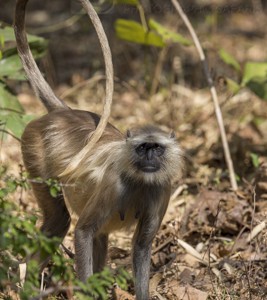 India, tiger, wildlife, safari, photo safari, photo tour, photographic safari, photographic tour, photo workshop, wildlife photography, 50 safaris, 50 photographic safaris, kurt jay bertels, langur, monkey