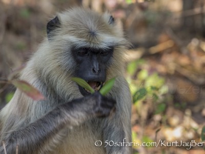 India, tiger, wildlife, safari, photo safari, photo tour, photographic safari, photographic tour, photo workshop, wildlife photography, 50 safaris, 50 photographic safaris, kurt jay bertels, langur, monkey, feeding