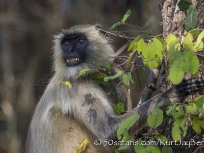 India, tiger, wildlife, safari, photo safari, photo tour, photographic safari, photographic tour, photo workshop, wildlife photography, 50 safaris, 50 photographic safaris, kurt jay bertels, langur, monkey