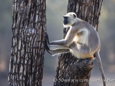 India, tiger, wildlife, safari, photo safari, photo tour, photographic safari, photographic tour, photo workshop, wildlife photography, 50 safaris, 50 photographic safaris, kurt jay bertels, langur, monkey