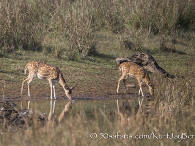 India, tiger, wildlife, safari, photo safari, photo tour, photographic safari, photographic tour, photo workshop, wildlife photography, 50 safaris, 50 photographic safaris, kurt jay bertels, Spotted deer, chital deer, drinking