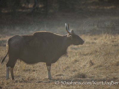 India, tiger, wildlife, safari, photo safari, photo tour, photographic safari, photographic tour, photo workshop, wildlife photography, 50 safaris, 50 photographic safaris, kurt jay bertels, indian gaur, indian bison, buffalo