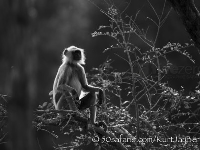 India, tiger, wildlife, safari, photo safari, photo tour, photographic safari, photographic tour, photo workshop, wildlife photography, 50 safaris, 50 photographic safaris, kurt jay bertels, langur, monkey