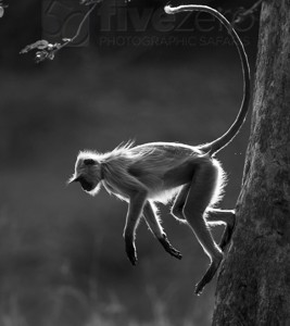 India, tiger, wildlife, safari, photo safari, photo tour, photographic safari, photographic tour, photo workshop, wildlife photography, 50 safaris, 50 photographic safaris, kurt jay bertels, langur, monkey, running, climbing