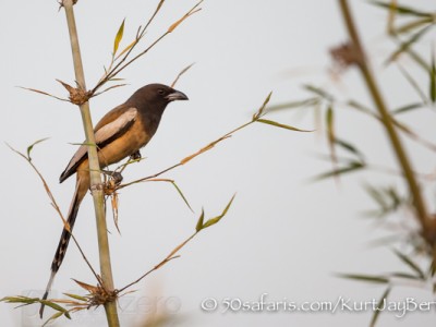 India, tiger, wildlife, safari, photo safari, photo tour, photographic safari, photographic tour, photo workshop, wildlife photography, 50 safaris, 50 photographic safaris, kurt jay bertels, tree pie, rufous tree pie, bird