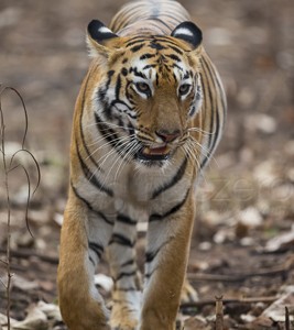 India, tiger, wildlife, safari, photo safari, photo tour, photographic safari, photographic tour, photo workshop, wildlife photography, 50 safaris, 50 photographic safaris, kurt jay bertels, female, tigress, approaching