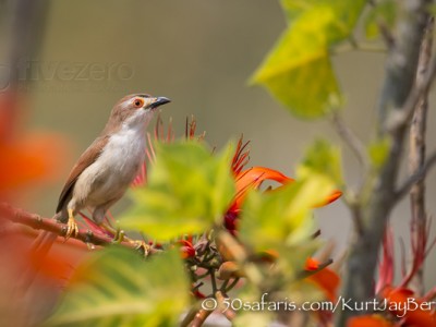 India, tiger, wildlife, safari, photo safari, photo tour, photographic safari, photographic tour, photo workshop, wildlife photography, 50 safaris, 50 photographic safaris, kurt jay bertels, bird, nectar eater