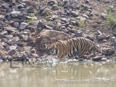 India, tiger, wildlife, safari, photo safari, photo tour, photographic safari, photographic tour, photo workshop, wildlife photography, 50 safaris, 50 photographic safaris, kurt jay bertels, female, tigress, approaching, tiger cub, cub, baby