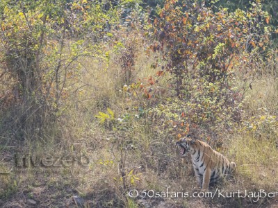 India, tiger, wildlife, safari, photo safari, photo tour, photographic safari, photographic tour, photo workshop, wildlife photography, 50 safaris, 50 photographic safaris, kurt jay bertels, female, tigress, approaching, tiger cub, cub, baby