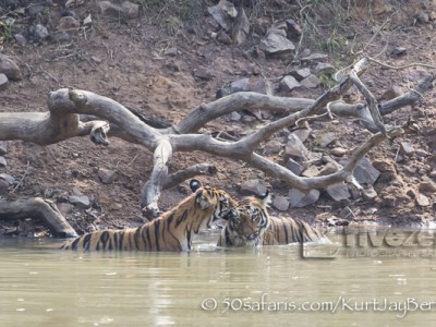 India, tiger, wildlife, safari, photo safari, photo tour, photographic safari, photographic tour, photo workshop, wildlife photography, 50 safaris, 50 photographic safaris, kurt jay bertels, female, tigress, approaching, tiger cub, cubs, baby