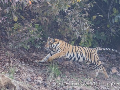 India, tiger, wildlife, safari, photo safari, photo tour, photographic safari, photographic tour, photo workshop, wildlife photography, 50 safaris, 50 photographic safaris, kurt jay bertels, female, tigress, approaching, tiger cub, cub, baby, chasing, running, hunting, playing