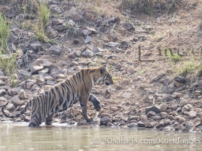 India, tiger, wildlife, safari, photo safari, photo tour, photographic safari, photographic tour, photo workshop, wildlife photography, 50 safaris, 50 photographic safaris, kurt jay bertels, female, tigress, approaching, tiger cub, cub, baby, water