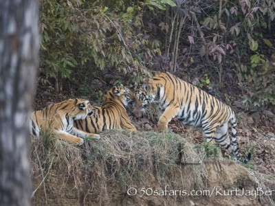 India, tiger, wildlife, safari, photo safari, photo tour, photographic safari, photographic tour, photo workshop, wildlife photography, 50 safaris, 50 photographic safaris, kurt jay bertels, female, tigress, approaching, tiger cub, cub, baby