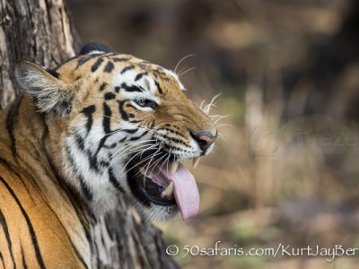 India, tiger, wildlife, safari, photo safari, photo tour, photographic safari, photographic tour, photo workshop, wildlife photography, 50 safaris, 50 photographic safaris, kurt jay bertels, female, tigress, approaching, tiger, scent marking, phlemen display, phlemen, flehmen, response