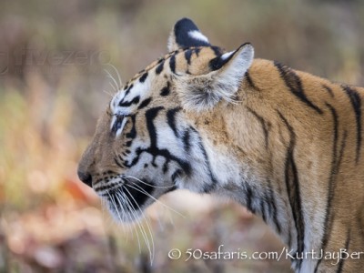 India, tiger, wildlife, safari, photo safari, photo tour, photographic safari, photographic tour, photo workshop, wildlife photography, 50 safaris, 50 photographic safaris, kurt jay bertels, female, tigress, approaching, tiger, scent marking