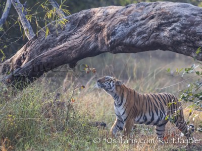 India, tiger, wildlife, safari, photo safari, photo tour, photographic safari, photographic tour, photo workshop, wildlife photography, 50 safaris, 50 photographic safaris, kurt jay bertels, female, tigress, approaching, tiger, scent marking