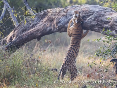 India, tiger, wildlife, safari, photo safari, photo tour, photographic safari, photographic tour, photo workshop, wildlife photography, 50 safaris, 50 photographic safaris, kurt jay bertels, female, tigress, approaching, tiger, scent marking