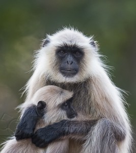 India, tiger, wildlife, safari, photo safari, photo tour, photographic safari, photographic tour, photo workshop, wildlife photography, 50 safaris, 50 photographic safaris, kurt jay bertels, langur, monkey, indian monkey