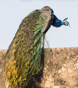 India, tiger, wildlife, safari, photo safari, photo tour, photographic safari, photographic tour, photo workshop, wildlife photography, 50 safaris, 50 photographic safaris, kurt jay bertels, peacock, peafowl, indian peafowl