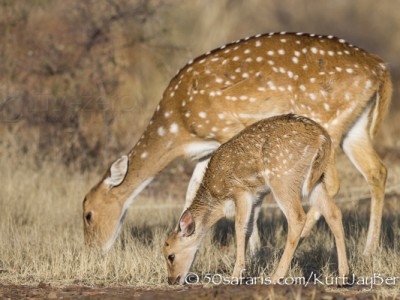 India, tiger, wildlife, safari, photo safari, photo tour, photographic safari, photographic tour, photo workshop, wildlife photography, 50 safaris, 50 photographic safaris, kurt jay bertels, spotted deer, baby, mother, young, calf