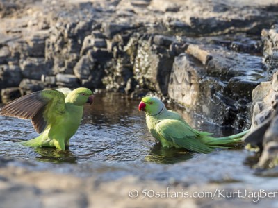 India, tiger, wildlife, safari, photo safari, photo tour, photographic safari, photographic tour, photo workshop, wildlife photography, 50 safaris, 50 photographic safaris, kurt jay bertels, rose ringed parakeet, parakeet, bathing, swimming, water