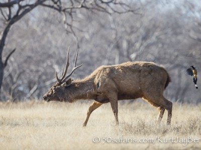 India, tiger, wildlife, safari, photo safari, photo tour, photographic safari, photographic tour, photo workshop, wildlife photography, 50 safaris, 50 photographic safaris, kurt jay bertels, samba deer, male, stag, treepie, symbiosis