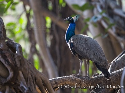 India, tiger, wildlife, safari, photo safari, photo tour, photographic safari, photographic tour, photo workshop, wildlife photography, 50 safaris, 50 photographic safaris, kurt jay bertels, peacock, peafowl, indian peafowl