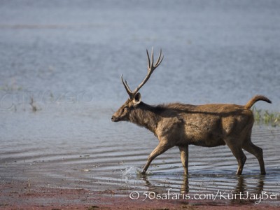 India, tiger, wildlife, safari, photo safari, photo tour, photographic safari, photographic tour, photo workshop, wildlife photography, 50 safaris, 50 photographic safaris, kurt jay bertels, samba deer, male, stag, treepie, symbiosis