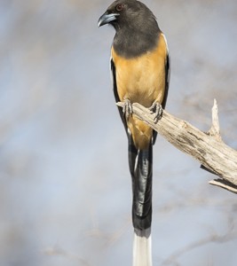 India, tiger, wildlife, safari, photo safari, photo tour, photographic safari, photographic tour, photo workshop, wildlife photography, 50 safaris, 50 photographic safaris, kurt jay bertels, treepie, rufous treepie, bird