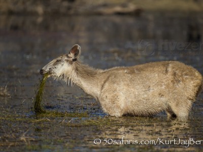 India, tiger, wildlife, safari, photo safari, photo tour, photographic safari, photographic tour, photo workshop, wildlife photography, 50 safaris, 50 photographic safaris, kurt jay bertels, samba deer, male, stag, treepie, symbiosis, female, eating, swimming